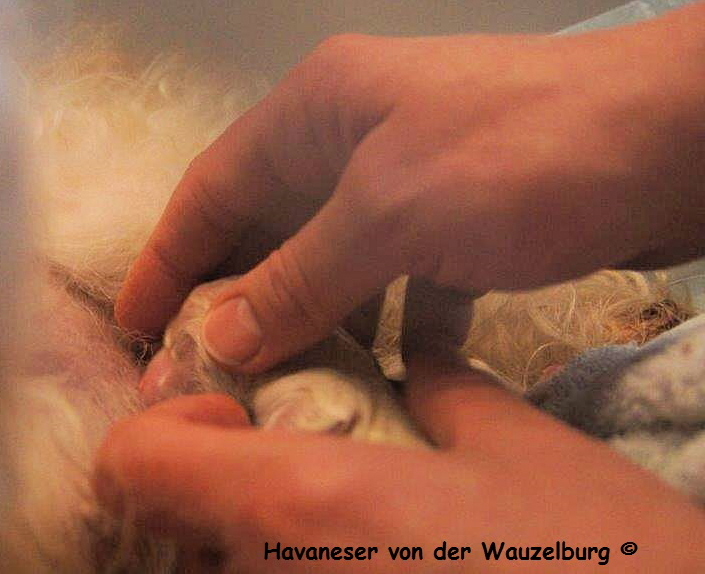 Havaneser Hamburg Geburt 12