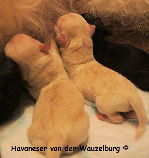 Havaneser Hamburg Geburt 15