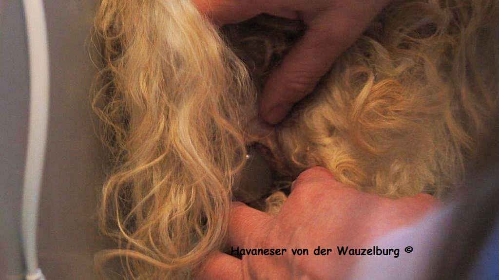 Havaneser Hamburg Geburt 2