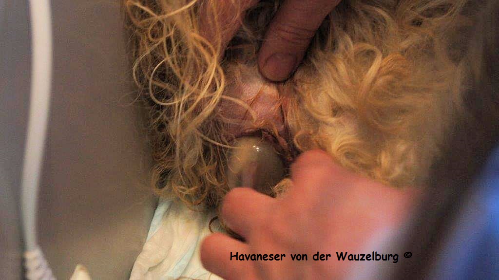 Havaneser Hamburg Geburt 3
