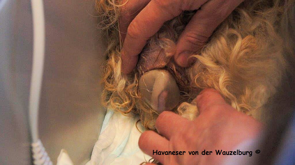 Havaneser Hamburg Geburt 4