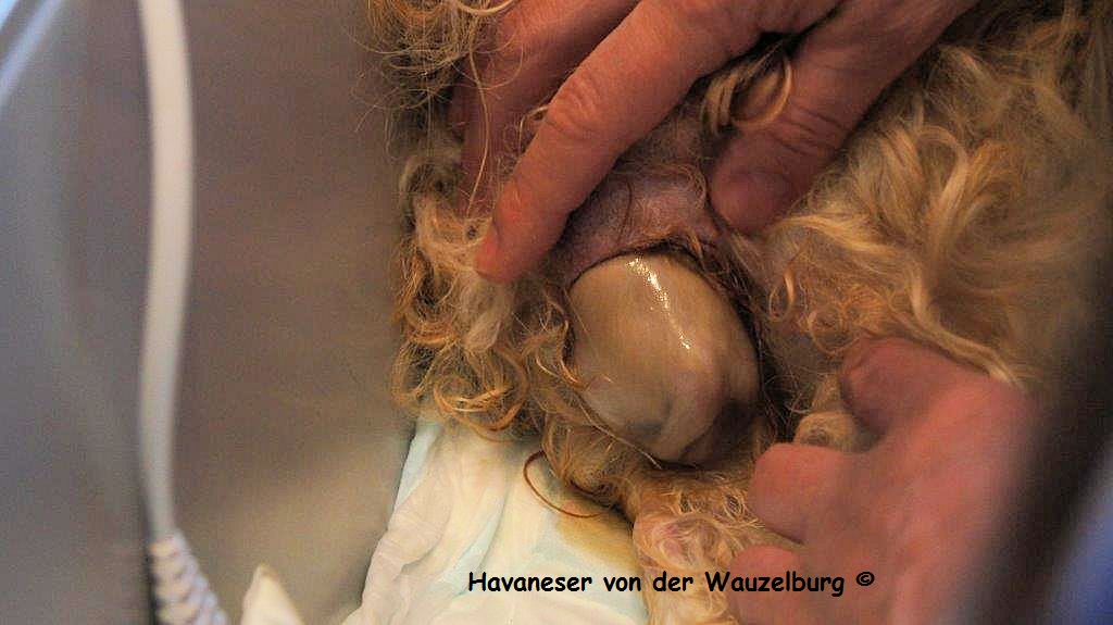 Havaneser Hamburg Geburt 5