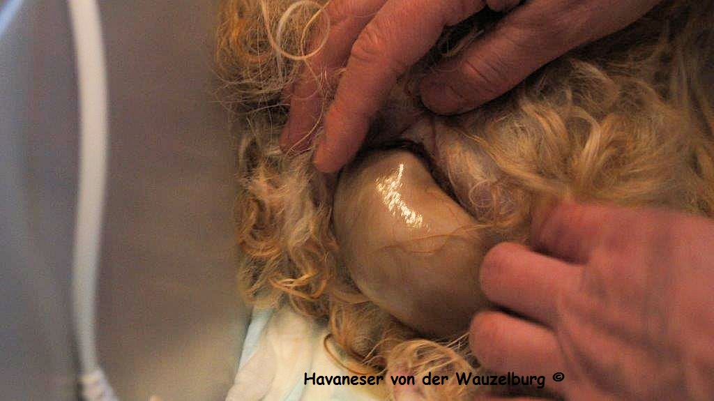Havaneser Hamburg Geburt 6