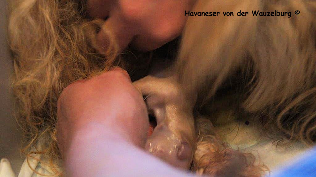 Havaneser Hamburg Geburt 7