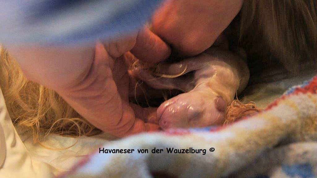Havaneser Hamburg Geburt 8