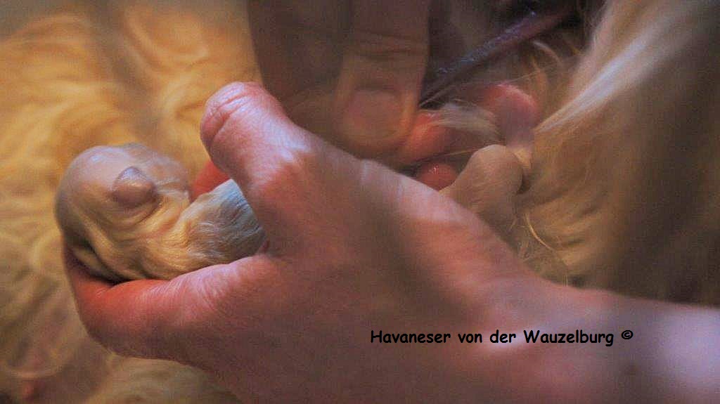 Havaneser Hamburg Geburt 9