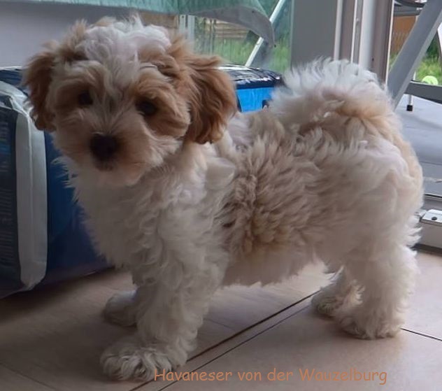 Havaneser Hamburg Havaneser von der Wauzelburg Coco