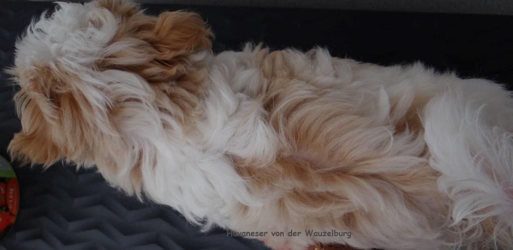 Havaneser Hamburg Havaneser von der Wauzelburg Coco rot