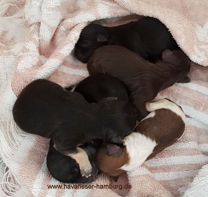 Havaneser Hamburg Herzchen