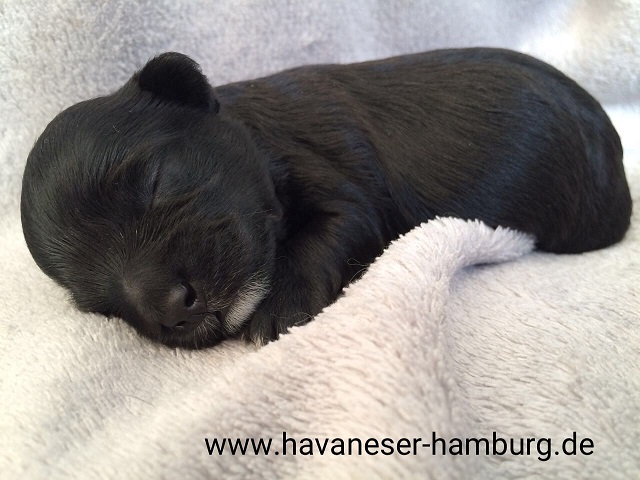 Havaneser Hamburg Hndin schwarz wei