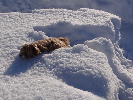 Havaneser Hamburg Jipsie versinkt im Schnee kl
