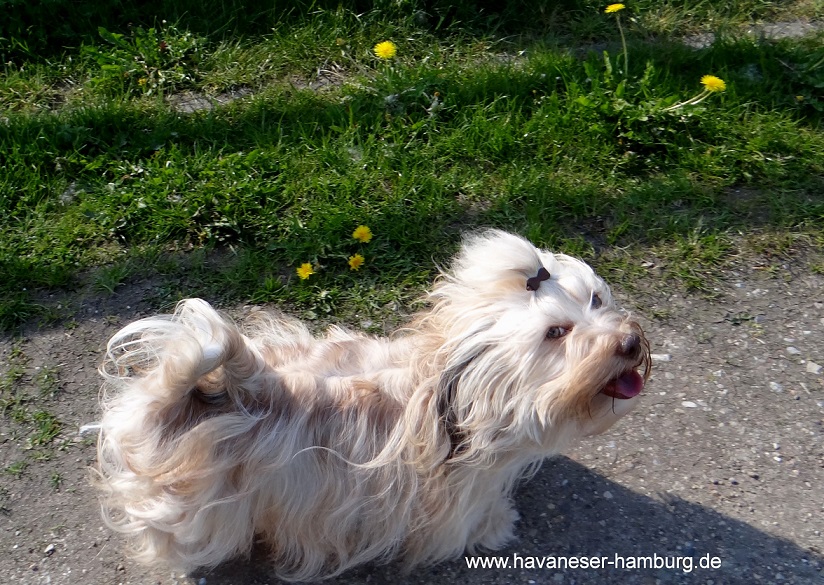 Havaneser Hamburg Kandis bleibt im Blickkontakt beim Laufen