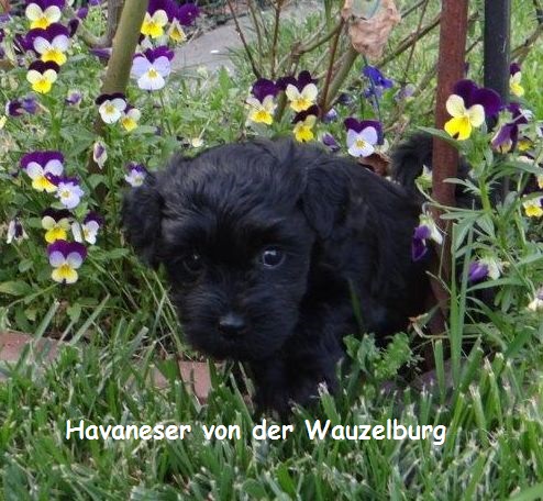 Havaneser Hamburg Louis