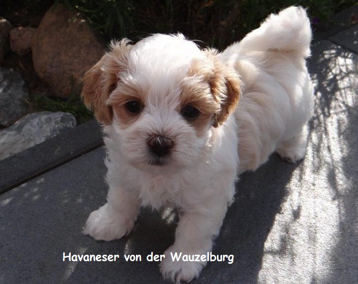 Havaneser Hamburg Loulou