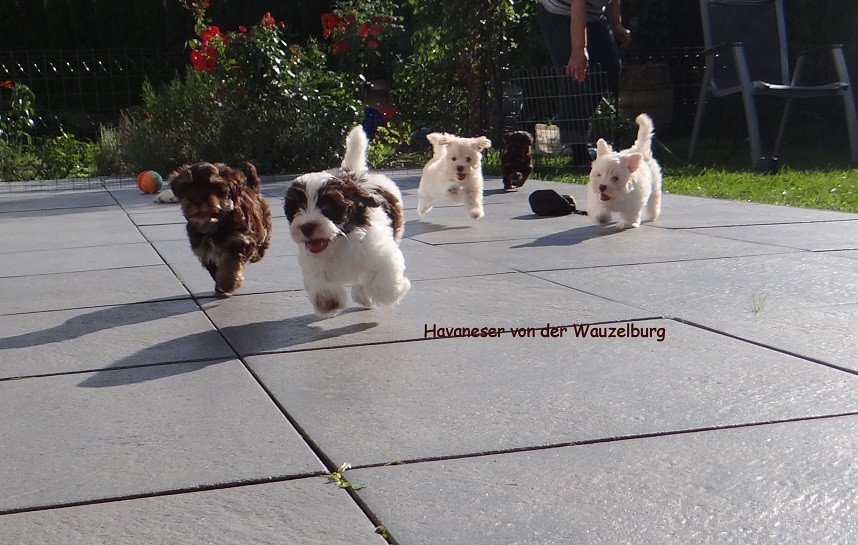 Havaneser Hamburg M-Wurf gerufen 7 Wochen