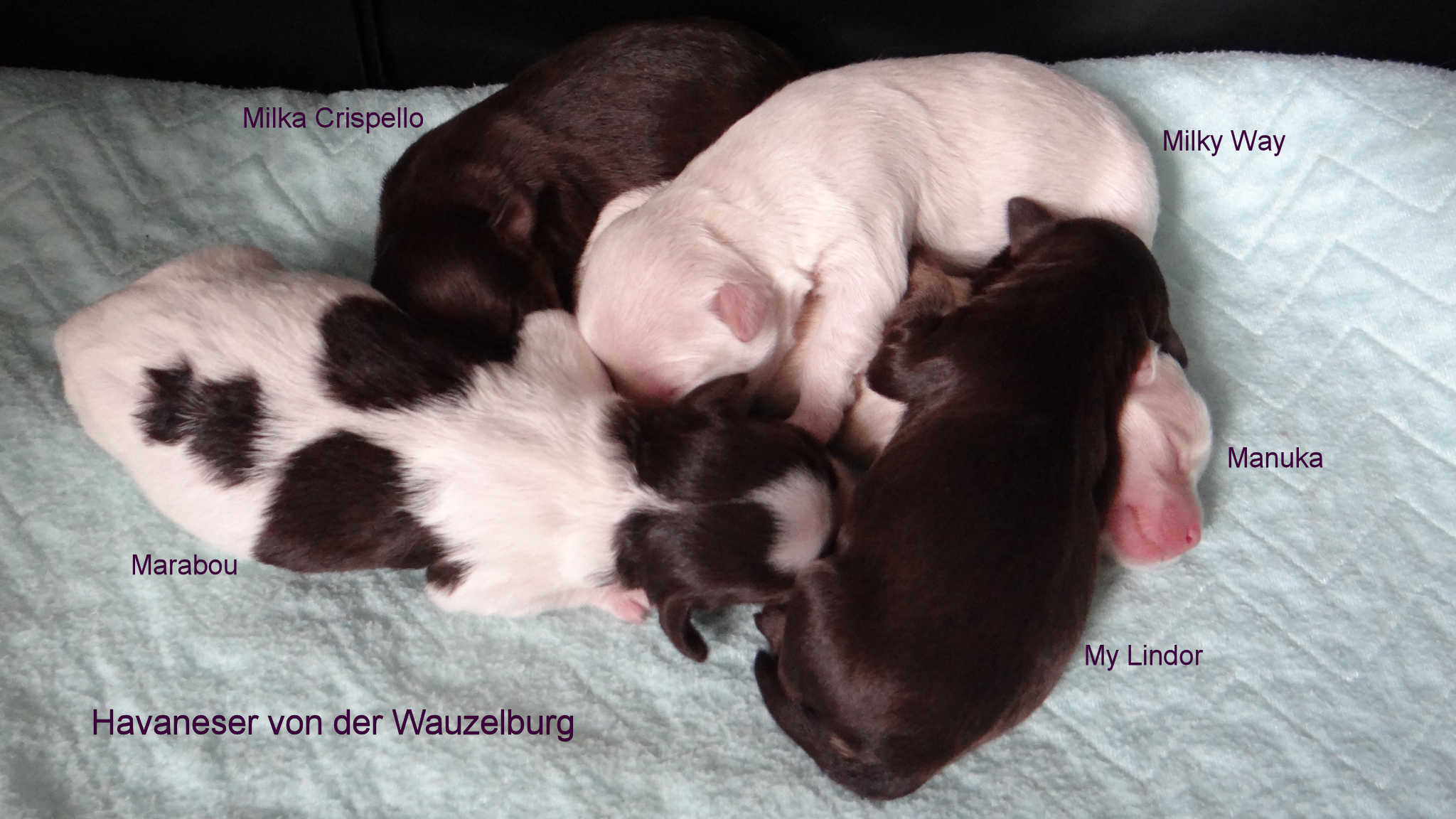 Havaneser Hamburg M Wurf