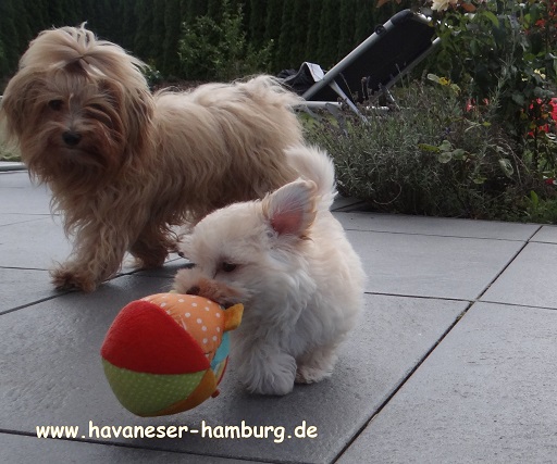 Havaneser Hamburg Manuka