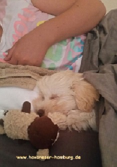 Havaneser Hamburg Manuka hat ein neues Bettchen kl