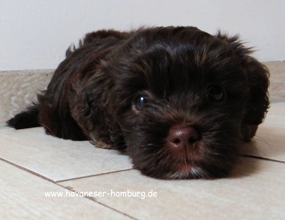 Havaneser Hamburg Milka Crispello 31.07.2016 6Wo