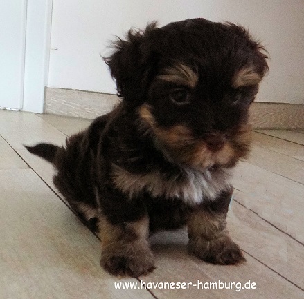 Havaneser Hamburg My Lindor 31.07.2016