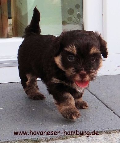 Havaneser Hamburg My Lindor 5 Wo