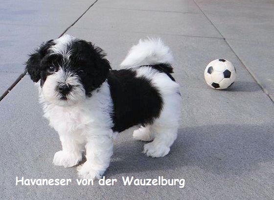 Havaneser Hamburg Picasso