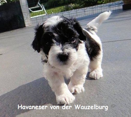 Havaneser Hamburg Picasso1