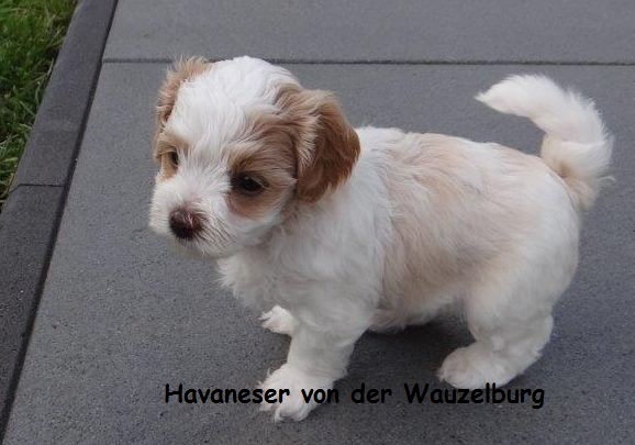 Havaneser Hamburg Puenktchen