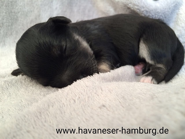 Havaneser Hamburg Schoki