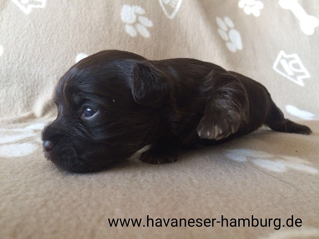 Havaneser Hamburg Schoko Rde