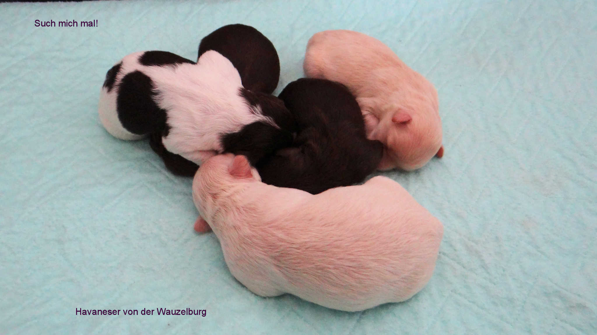 Havaneser Hamburg Schoko tan Welpen