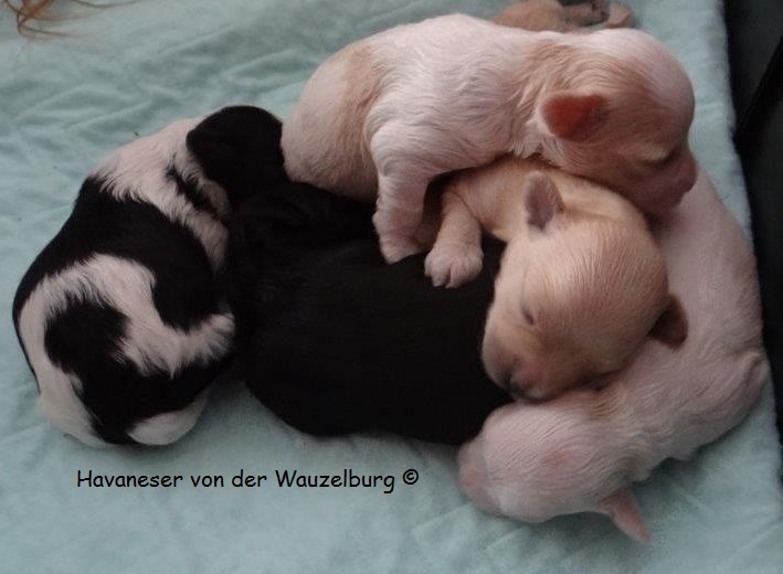 Havaneser Hamburg Snickers Joy Wurf 1