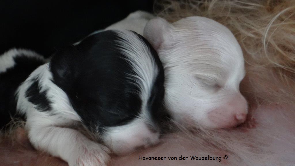 Havaneser Hamburg Snickers Joy Wurf 2