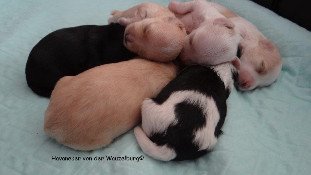 Havaneser Hamburg Snickers Joy Wurf 3