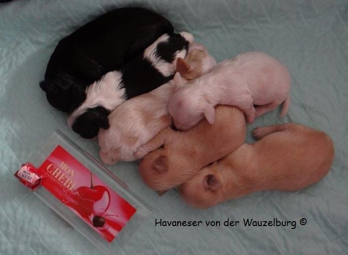 Havaneser Hamburg Snickers Joy Wurf 5