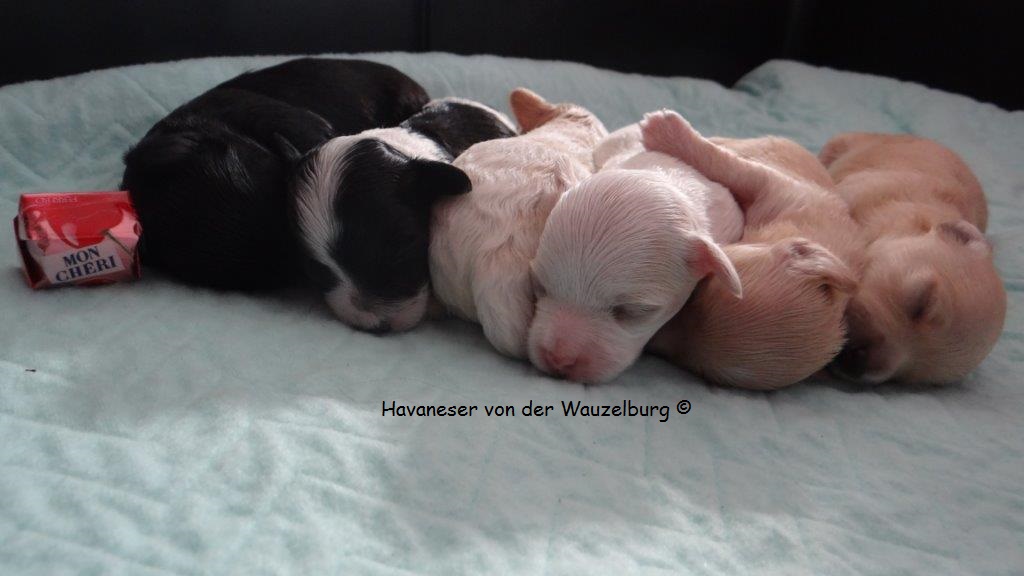 Havaneser Hamburg Snickers Joy Wurf 6