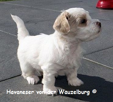 Havaneser Hamburg Vanilleeis 1