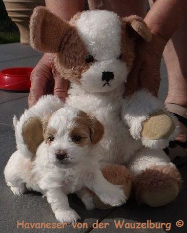 Havaneser Hamburg Welpe mit Teddy4