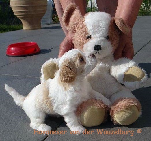 Havaneser Hamburg Welpe mit Teddy5