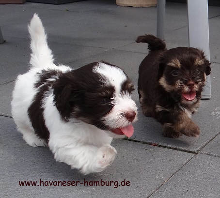 Havaneser Hamburg Wettrennen My Lindor Marabou