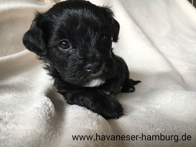 Havaneser Hamburg Wurf von Emmi