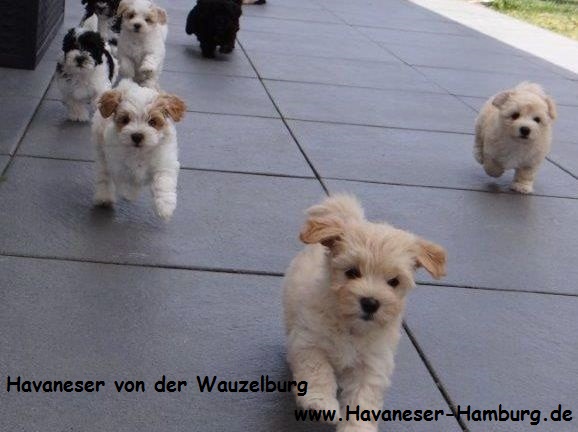 Havaneser Hamburg alle kommen