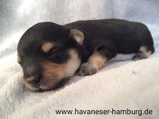 Havaneser Hamburg black and tan