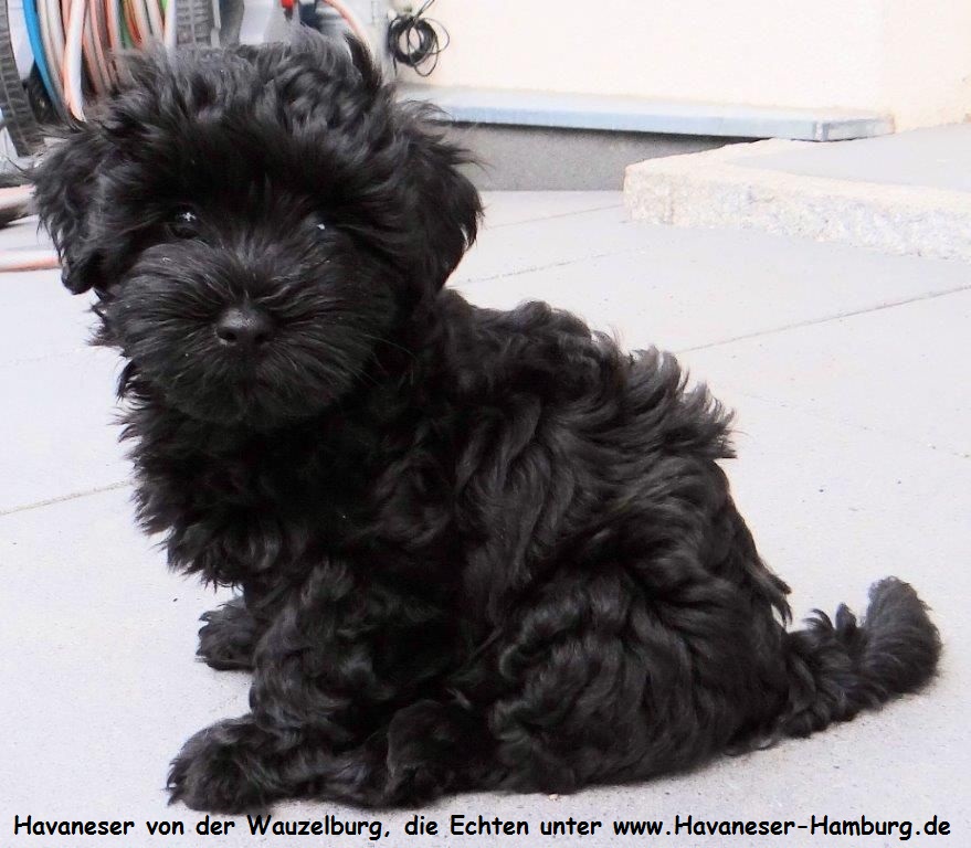 Havaneser Hamburg die echten Wauzelburger Welpe schwarz 8 Wochen