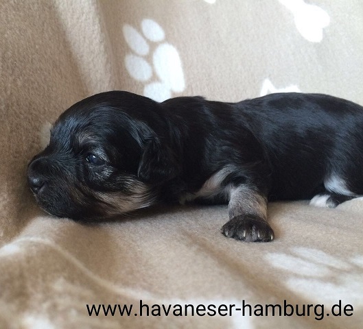 Havaneser Hamburg schwarz beige