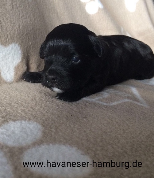 Havaneser Hamburg schwarz wei