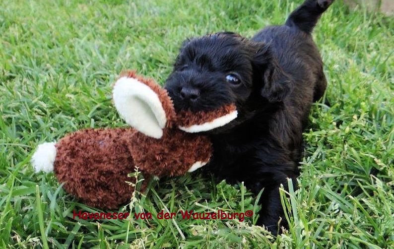 Havaneser Hamburg schwarzer Welpe Hase 2