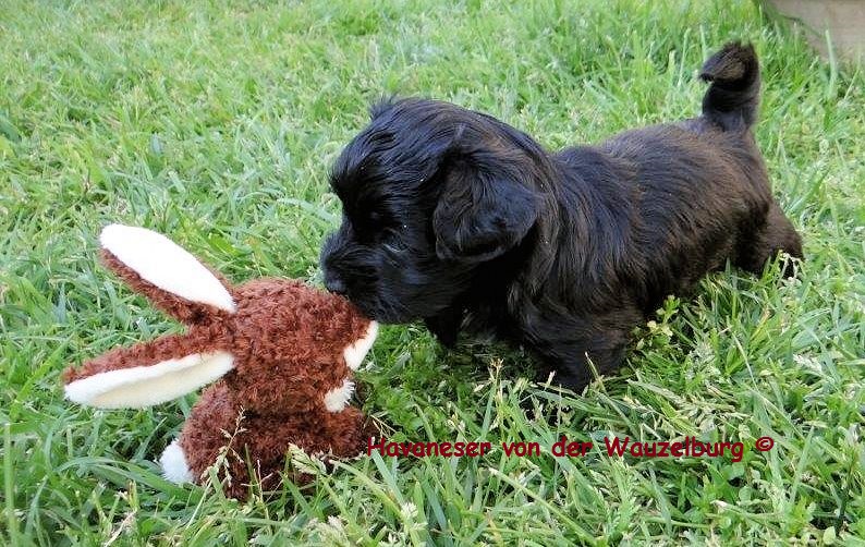 Havaneser Hamburg schwarzer Welpe Hase 3