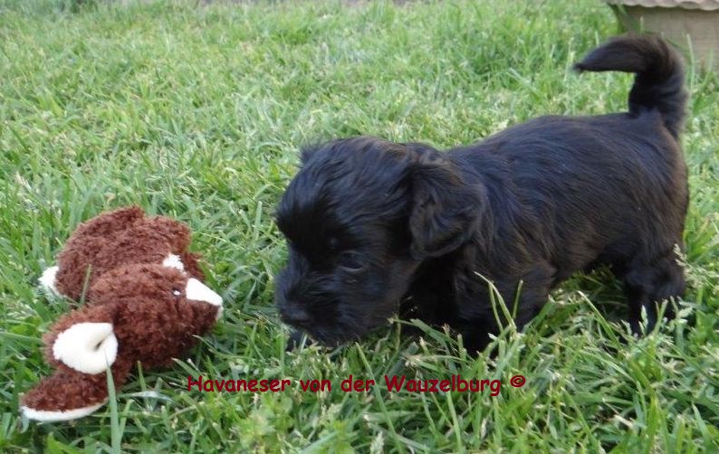 Havaneser Hamburg schwarzer Welpe Hase 4