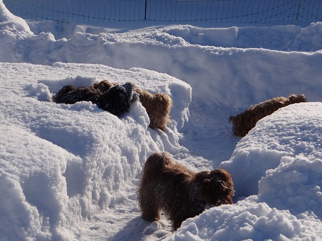 Havaneser Hamburg suchen im Schneelabyrinth kl